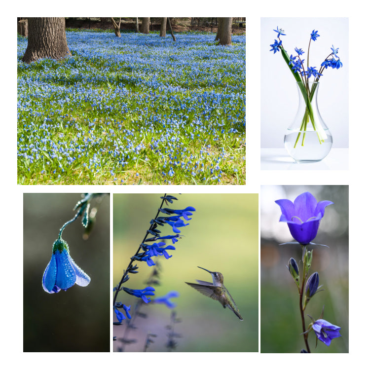 1803 Candles | Bluebells - Prairie Revival