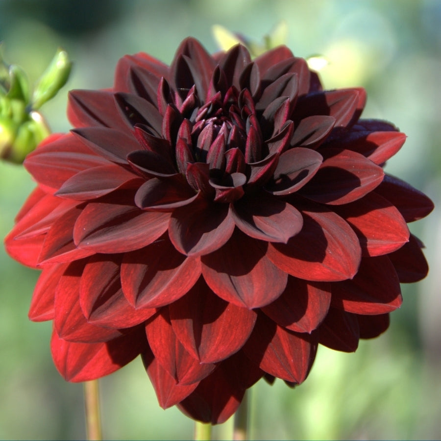 1803 Candles | Dahlia Flower - Prairie Revival