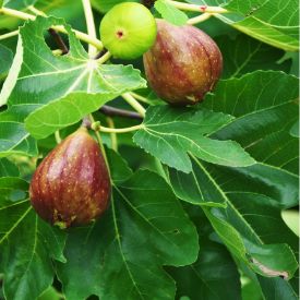 1803 Candles | Fig Tree - Prairie Revival