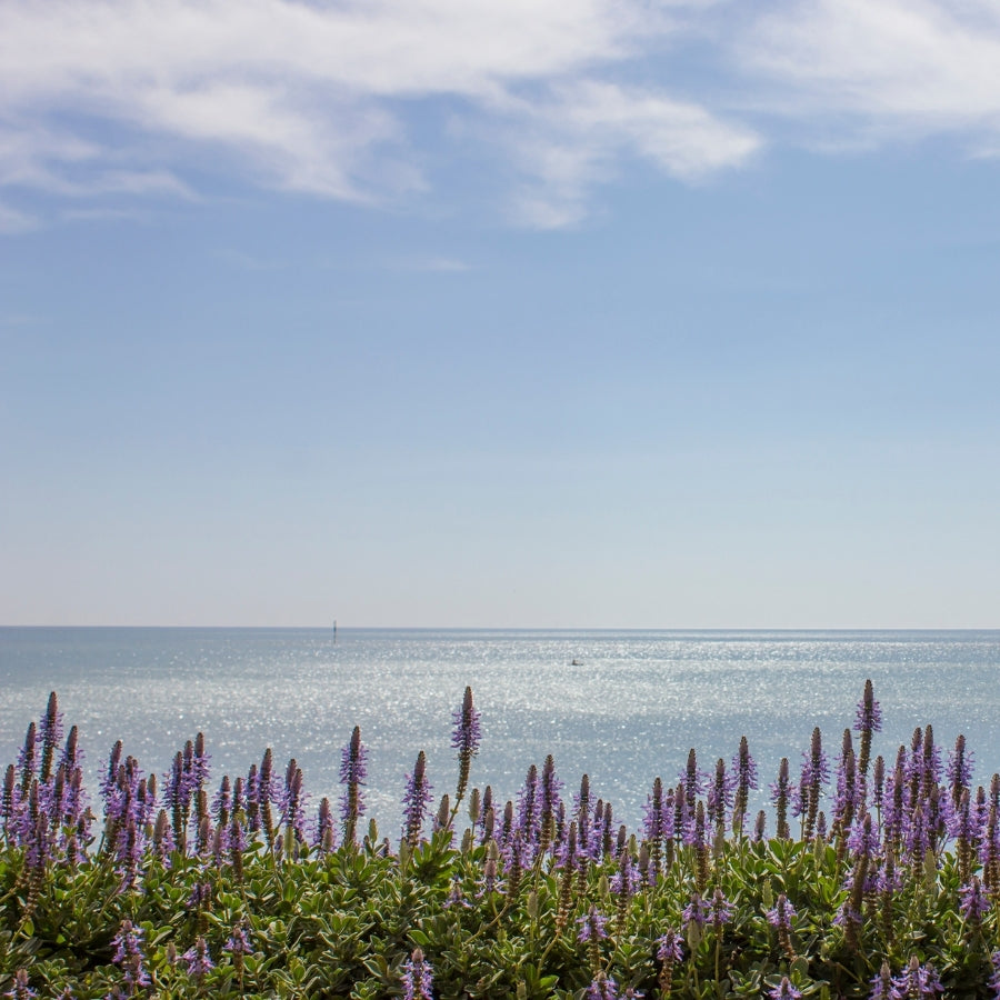 1803 Candles | Lavender Driftwood - Prairie Revival